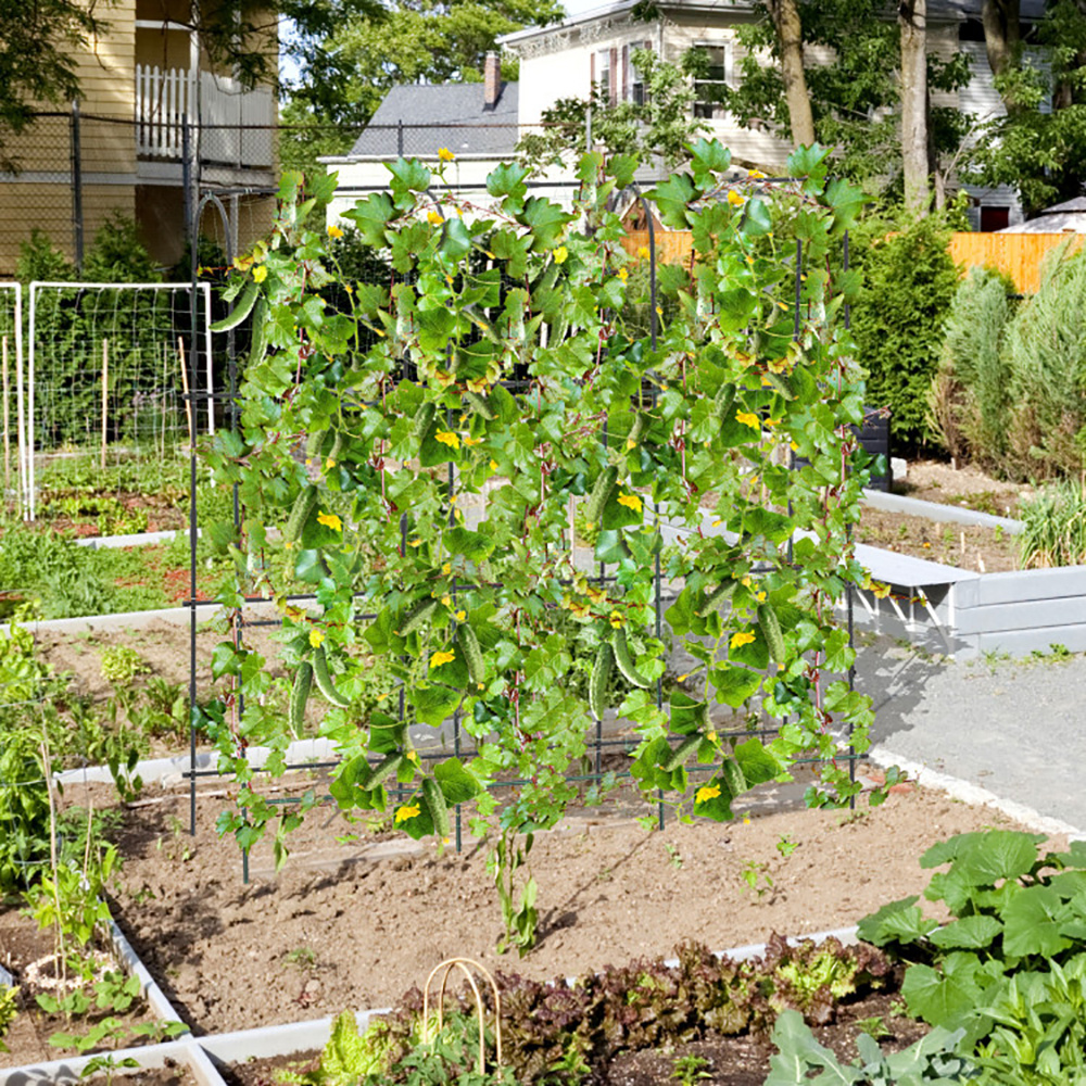 71 X 71 Inch U-Shaped Tall Garden Arched Trellis For Climbing Plants - Image 5